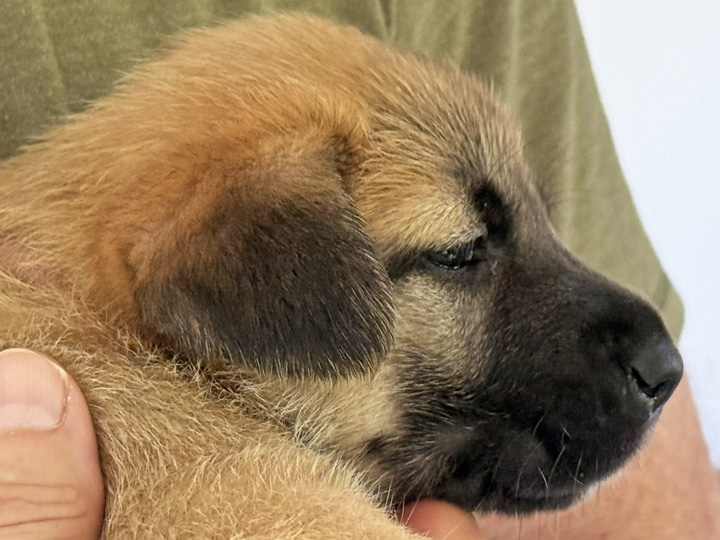 chinook puppy